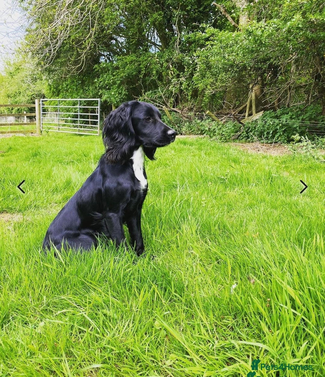 Mixed Breed dogs for sale: Collie x Cocker Spaniel pups for sale - Image 6