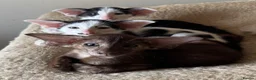 Oriental cats for sale: Pedigree GCCF Oriental Kittens  - Advert 17