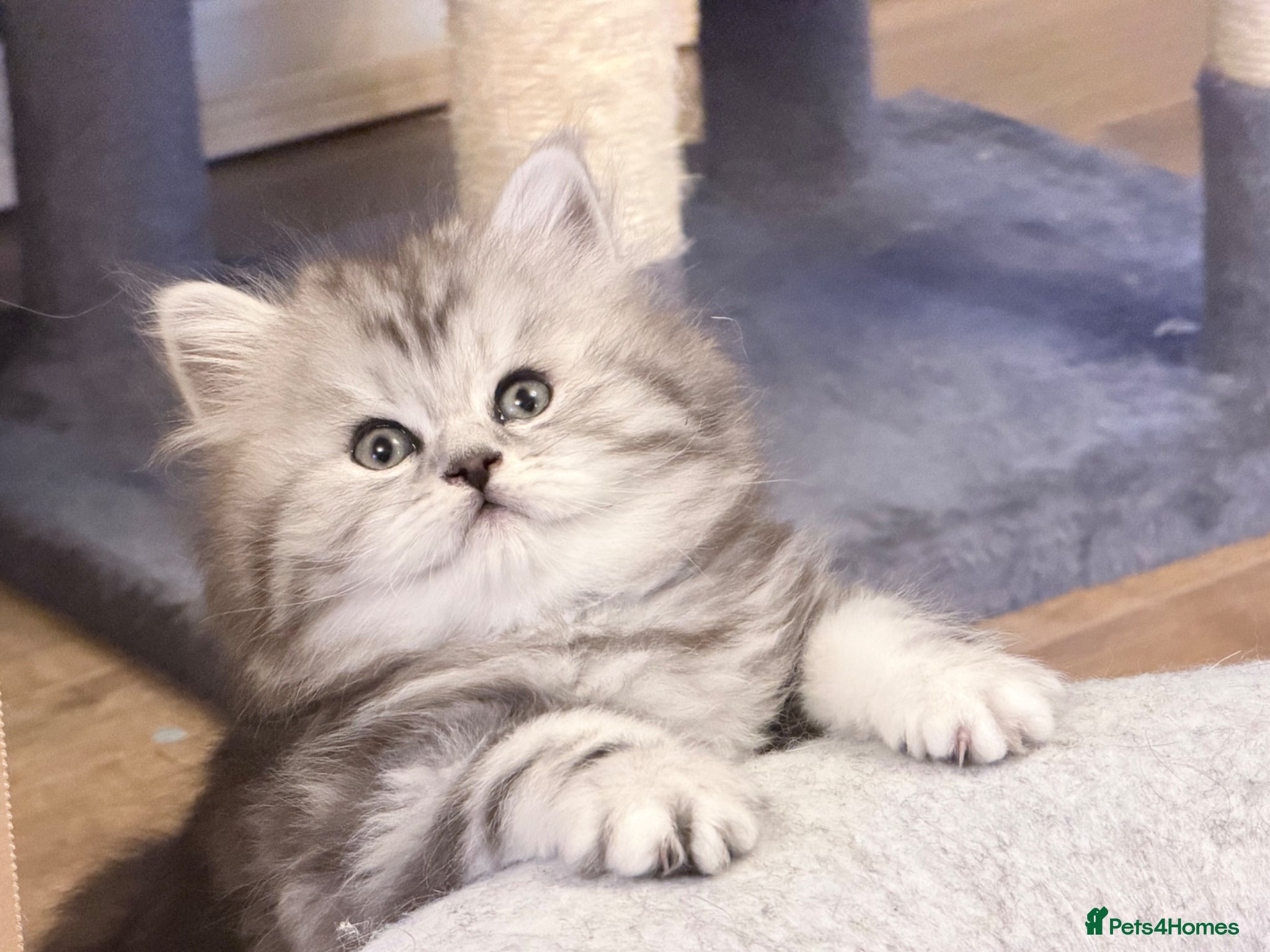 British Longhair cats for sale: RARE GCCF reg PKD Clear BLH Silver Tabby Kittens - Advert 10