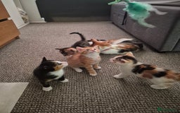 Domestic Shorthair cats for sale: 4 beautiful kittens domestic short-hair. - Image 7