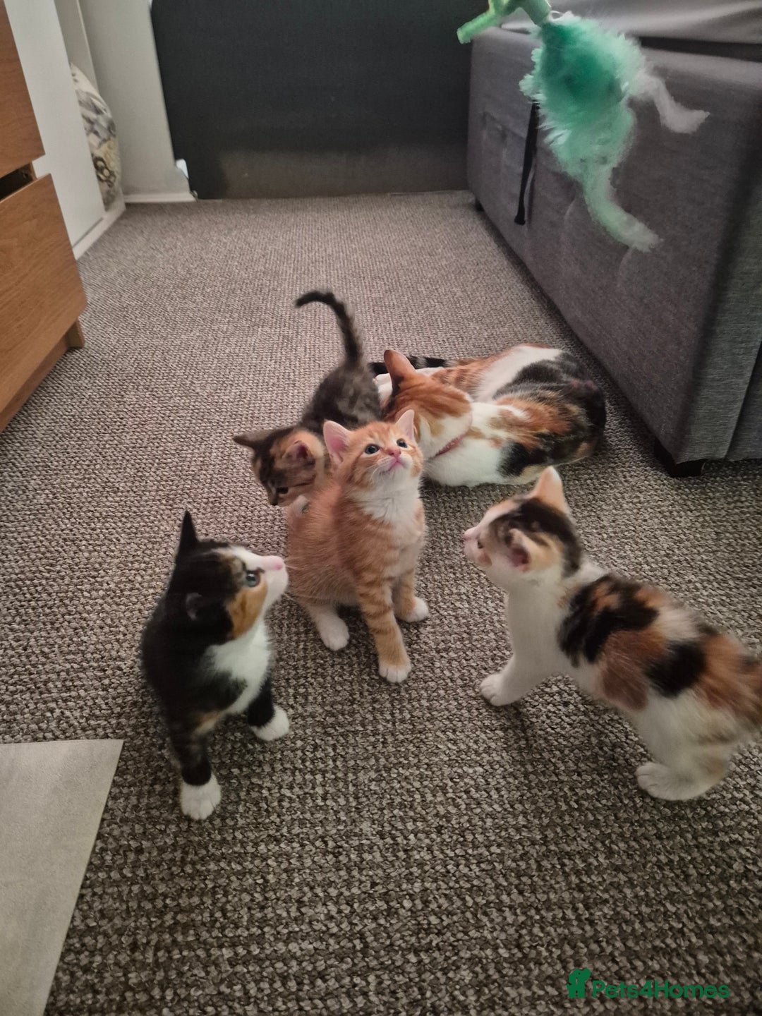 Domestic Shorthair cats for sale: 4 beautiful kittens domestic short-hair. - Image 7
