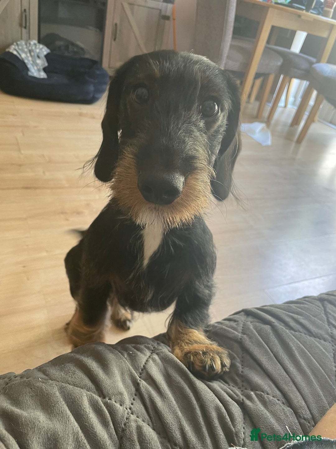 Dachshund dogs for sale: 14 month old long hair Dachshund  - Image 2