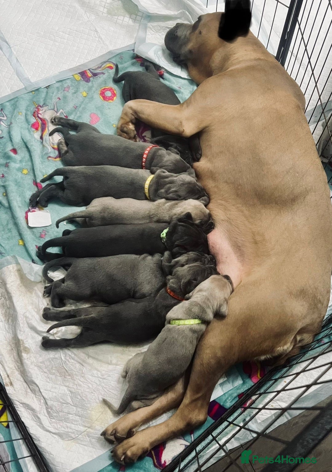 Cane Corso dogs for sale: CANE CORSO TOP QUALITY STRAJANO BLOODLINE FERMINTO - Advert 24