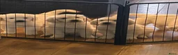 Golden Retriever dogs for sale: Stunning golden retrievers - Advert 1