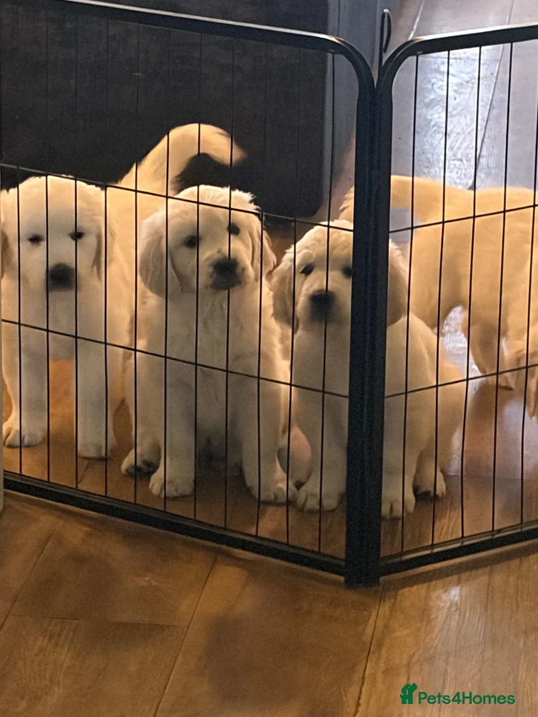 Golden Retriever dogs for sale: Stunning golden retrievers - Advert 1