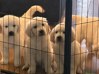 Golden Retriever dogs Stunning golden retrievers - Advert 4
