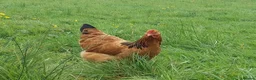 Chickens poultry for sale: Day‑Old Chicks and Hatching eggs - pure breed - Advert 6
