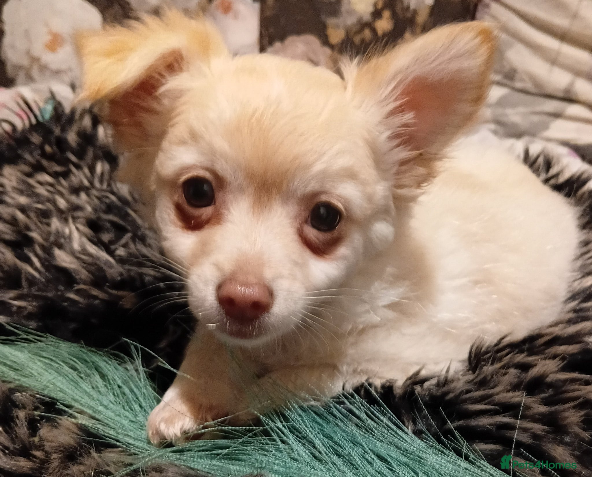 Chihuahua dogs Chihuahua long coat puppies only 1boy left - Advert 1