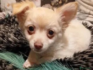 Chihuahua dogs Chihuahua long coat puppies only 1boy left - Advert 1