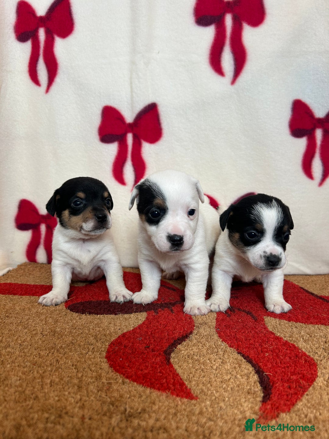 Jack Russell dogs for sale: Short legged true to type Jack Russell Puppies  - Image 9
