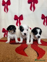 Jack Russell dogs - Advert 3