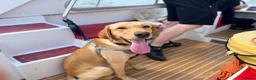 Labrador Retriever dogs for sale: Beautiful litter of puppies  - Advert 18