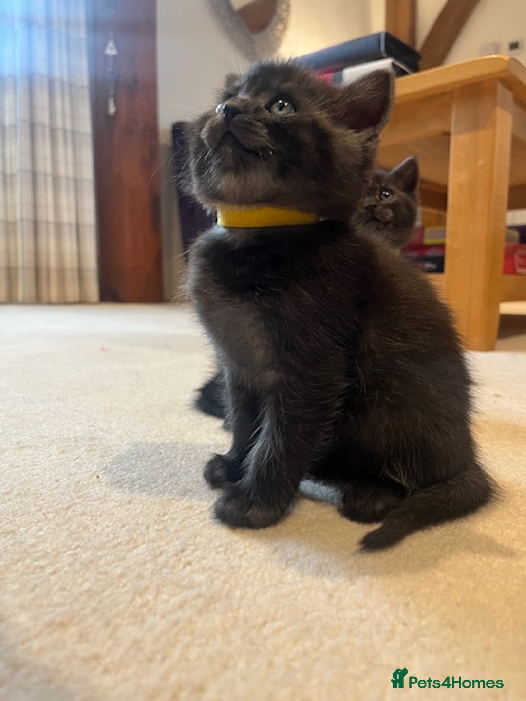British Shorthair cats for sale: 4x British Shorthair Cross Kittens - Advert 12