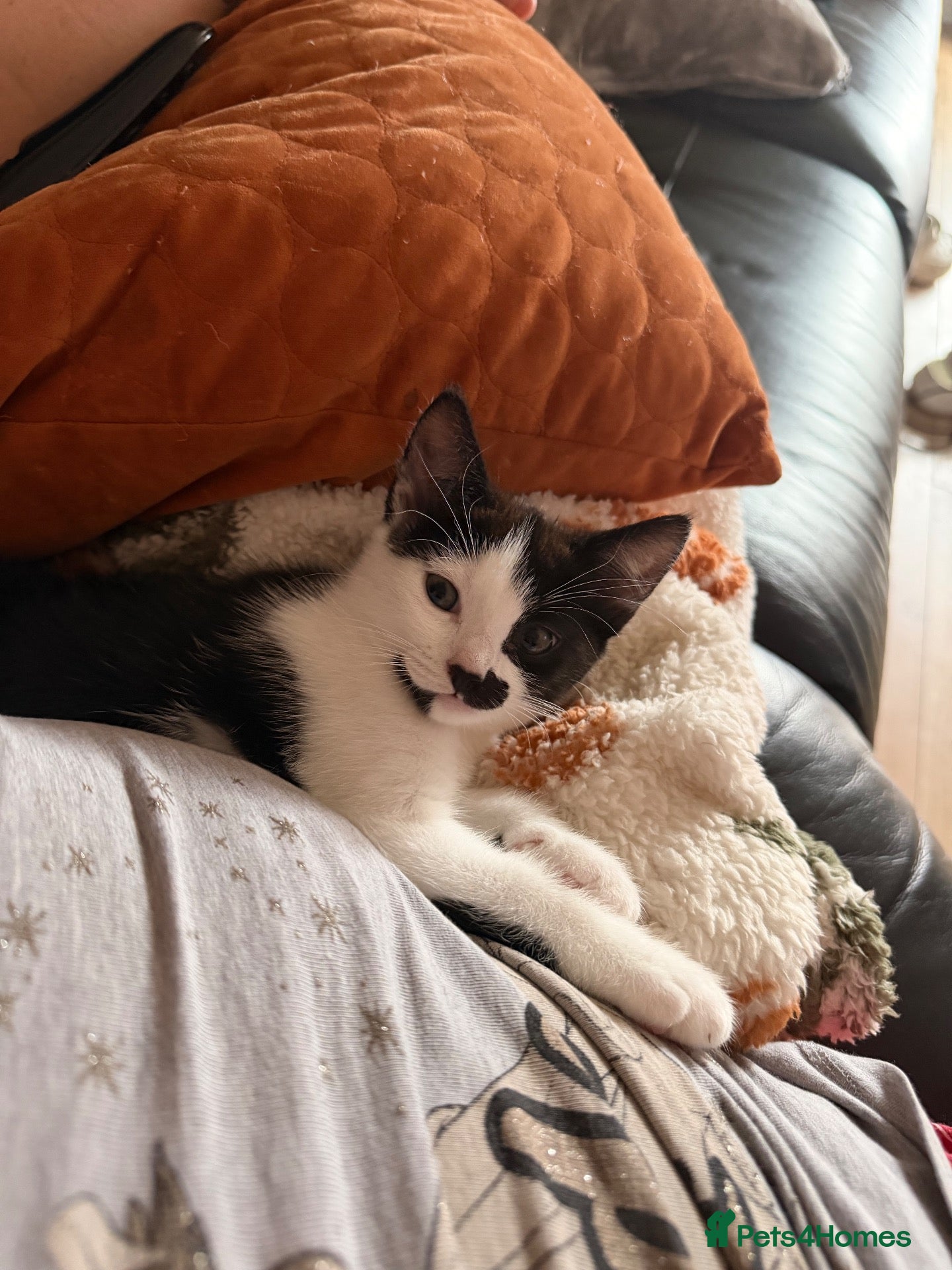 Mixed Breed cats Beautiful Queen  - Advert 2