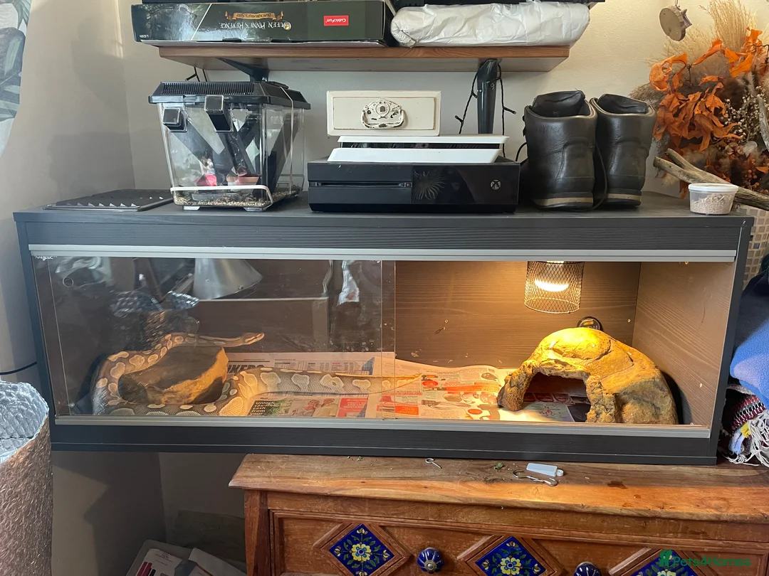 Python Snake reptiles for sale: Friendly royal python  - Advert 4