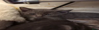 British Shorthair 3