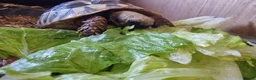 Tortoise reptiles for sale: Hermanns Tortoise  in Canterbury - Advert 2