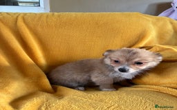 Chihuahua dogs for sale: Beautiful Chihuahua Puppies For Sale - Advert 30