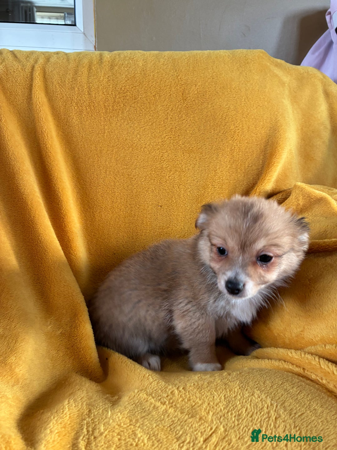 Chihuahua dogs for sale: Beautiful Chihuahua Puppies For Sale - Advert 30