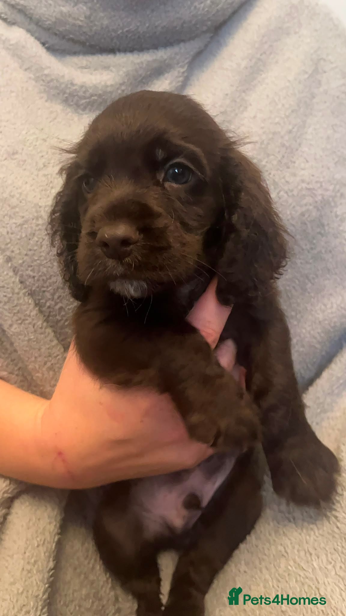 Cocker Spaniel dogs Stunning working cocker spaniel puppys 1 boy left - Advert 2