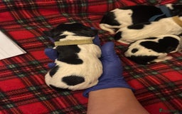 English Springer Spaniel dogs for sale: English springer spaniel.Ready to leave 21/11/25 - Image 14