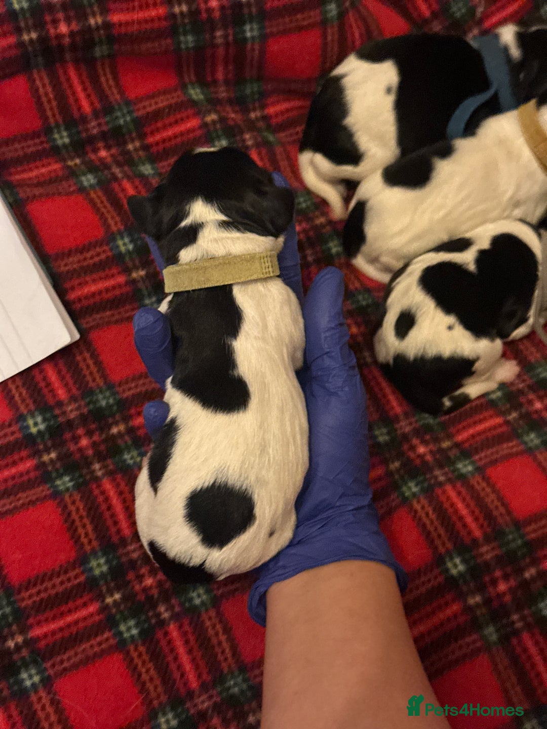 English Springer Spaniel dogs for sale: English springer spaniel.Ready to leave 21/11/25 - Image 14