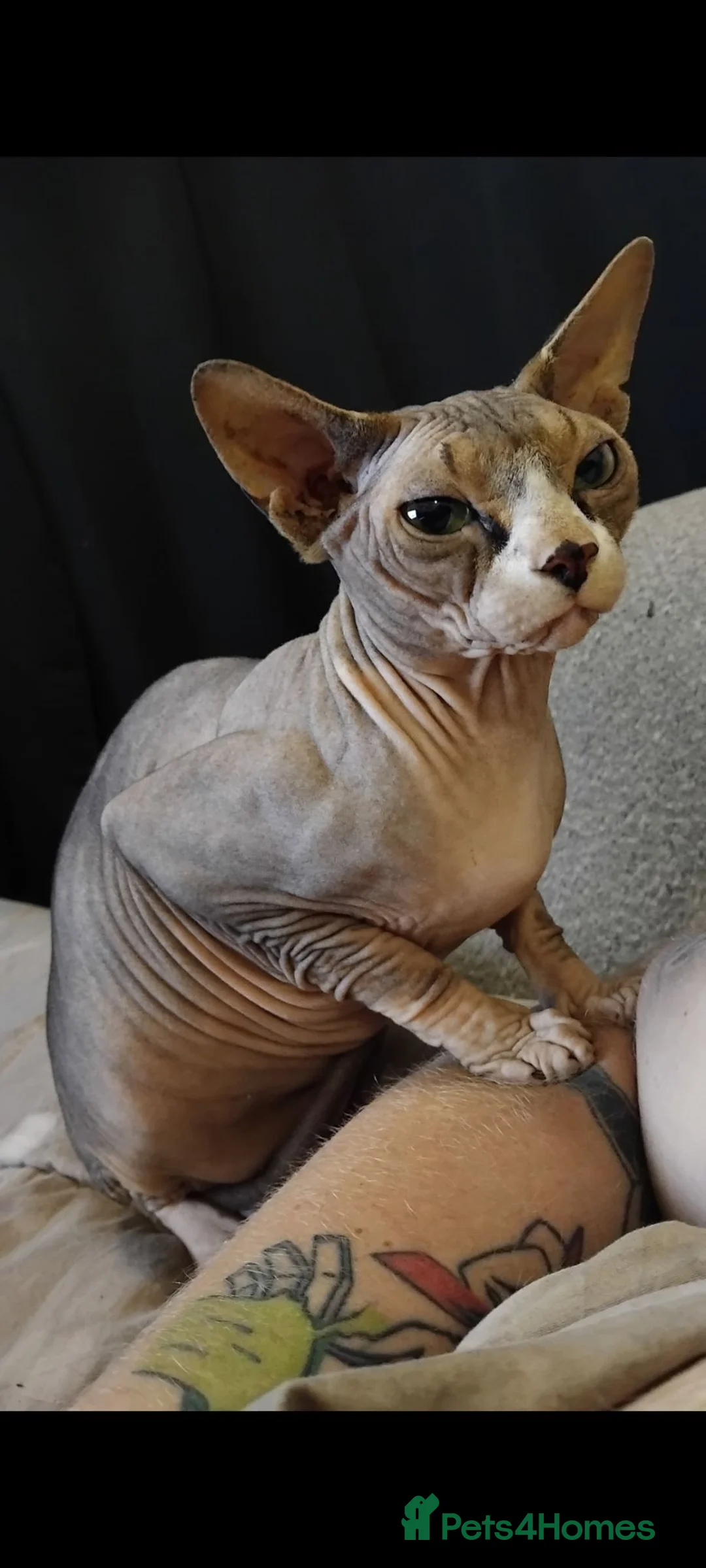 Sphynx cats for sale: male sphynx cat Blue / Grey  - Advert 6