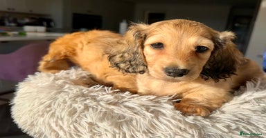 Miniature Dachshund dogs - Advert 7