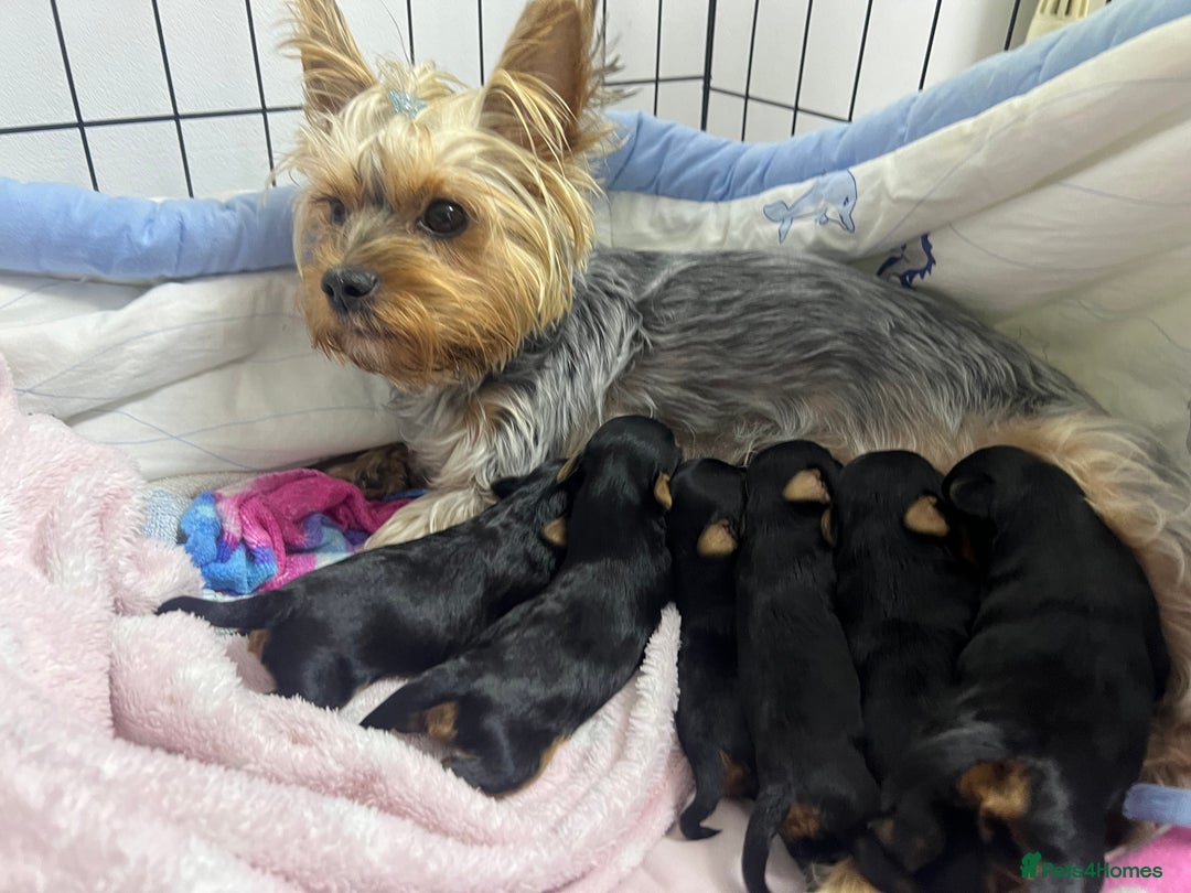 Yorkshire Terrier dogs for sale: Yorkshire Terrier puppies available from 14 Feb - Advert 1