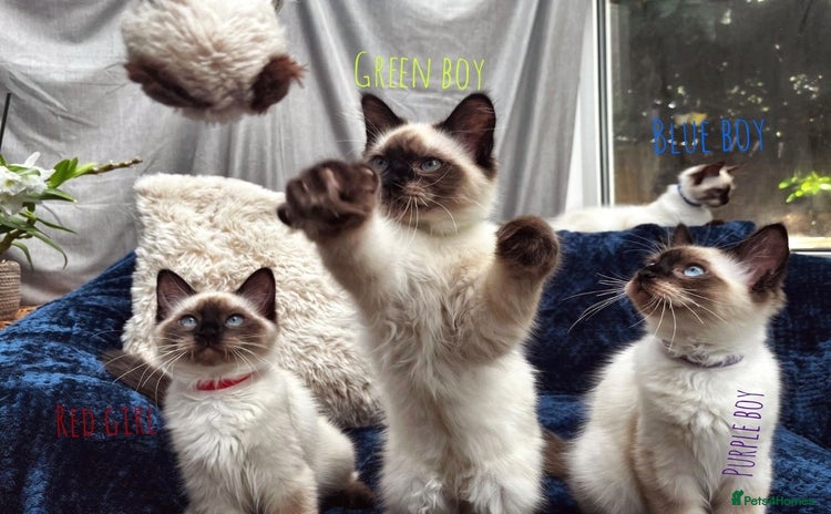 Ragdoll cats - Advert 1