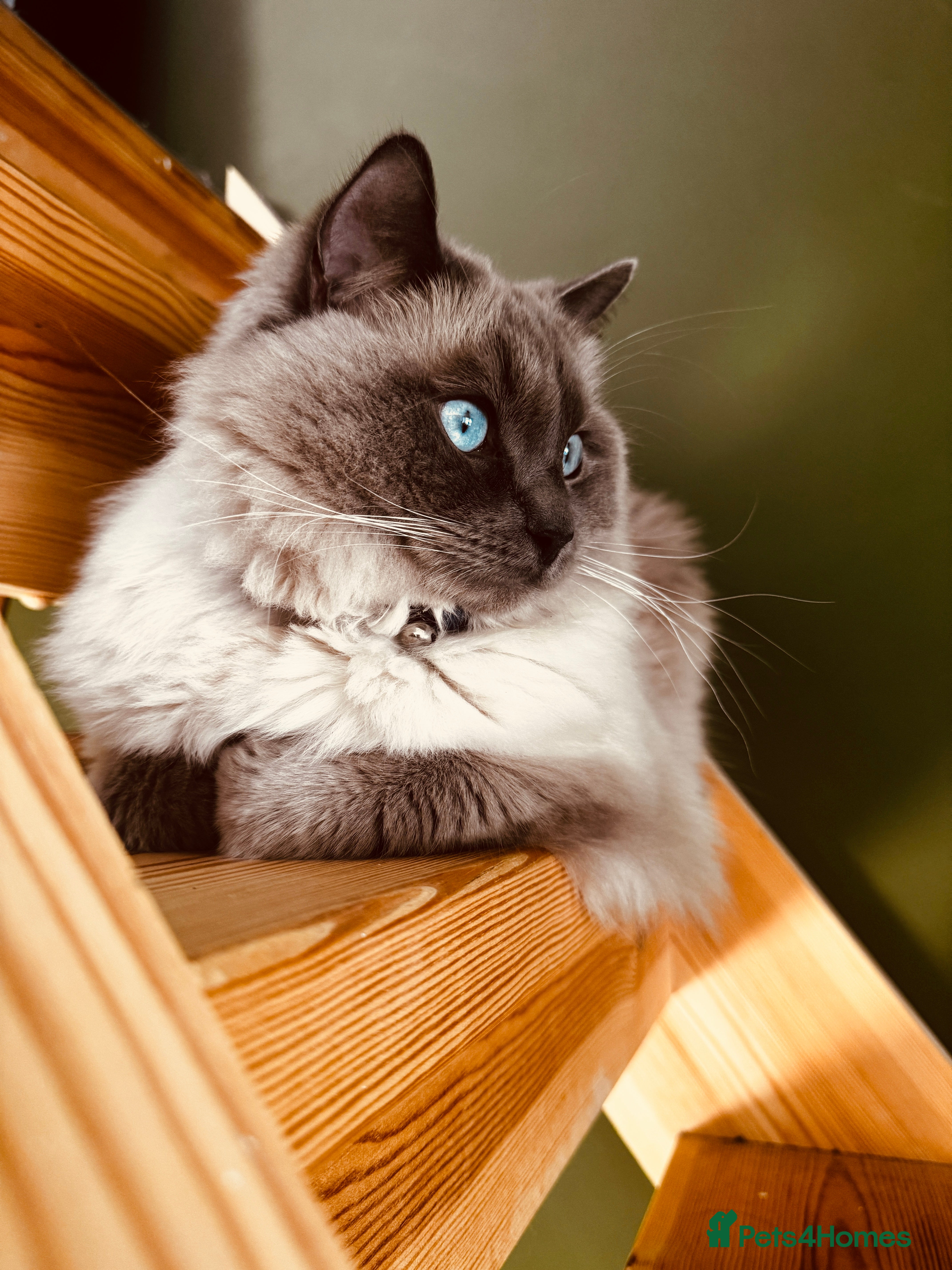 Ragdoll cats Beautiful Male Pure Full Breed Ragdoll Cat - Advert 2