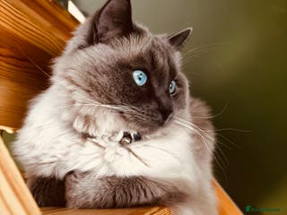 Ragdoll cats Beautiful Male Pure Full Breed Ragdoll Cat - Advert 13