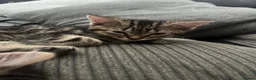 Mixed Breed cats for sale: Kittens - Advert 9