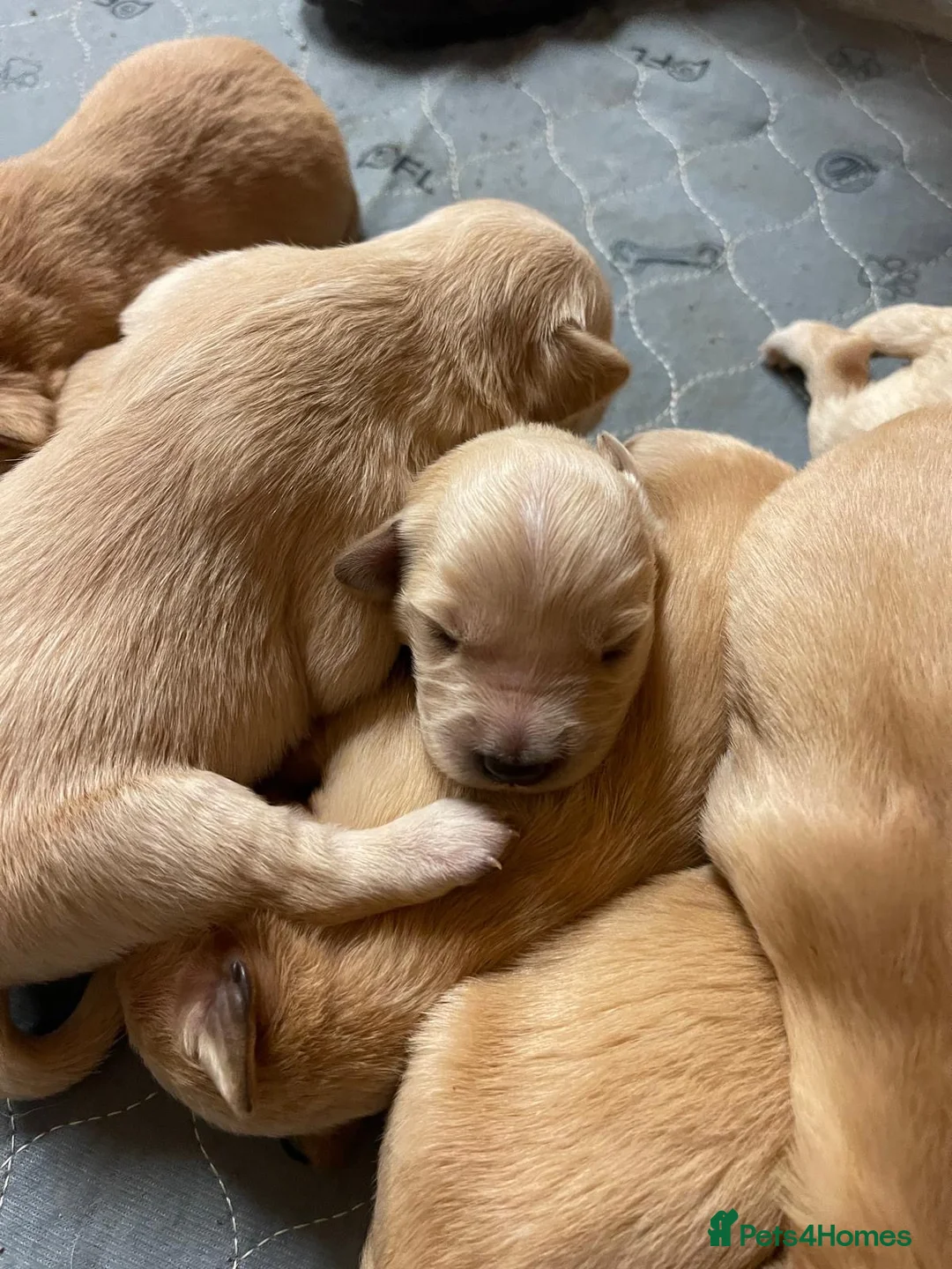 Golden Retriever dogs for sale: Golden Retriever Puppies – KC Registered Litter 🐾 in Maidenhead - Advert 2