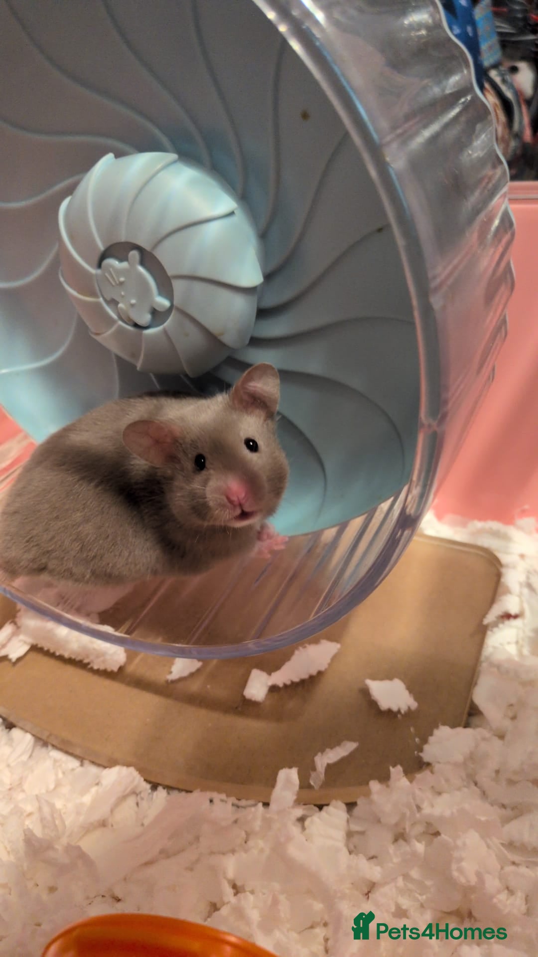 Hamster rodents Cage and Beautiful dove female Syrian hamster  - Advert 8