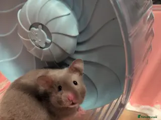 Hamster rodents Cage and Beautiful dove female Syrian hamster - Advert 8