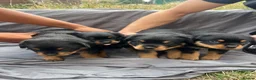 Rottweiler dogs for sale: Rottweiler pups - Advert 9