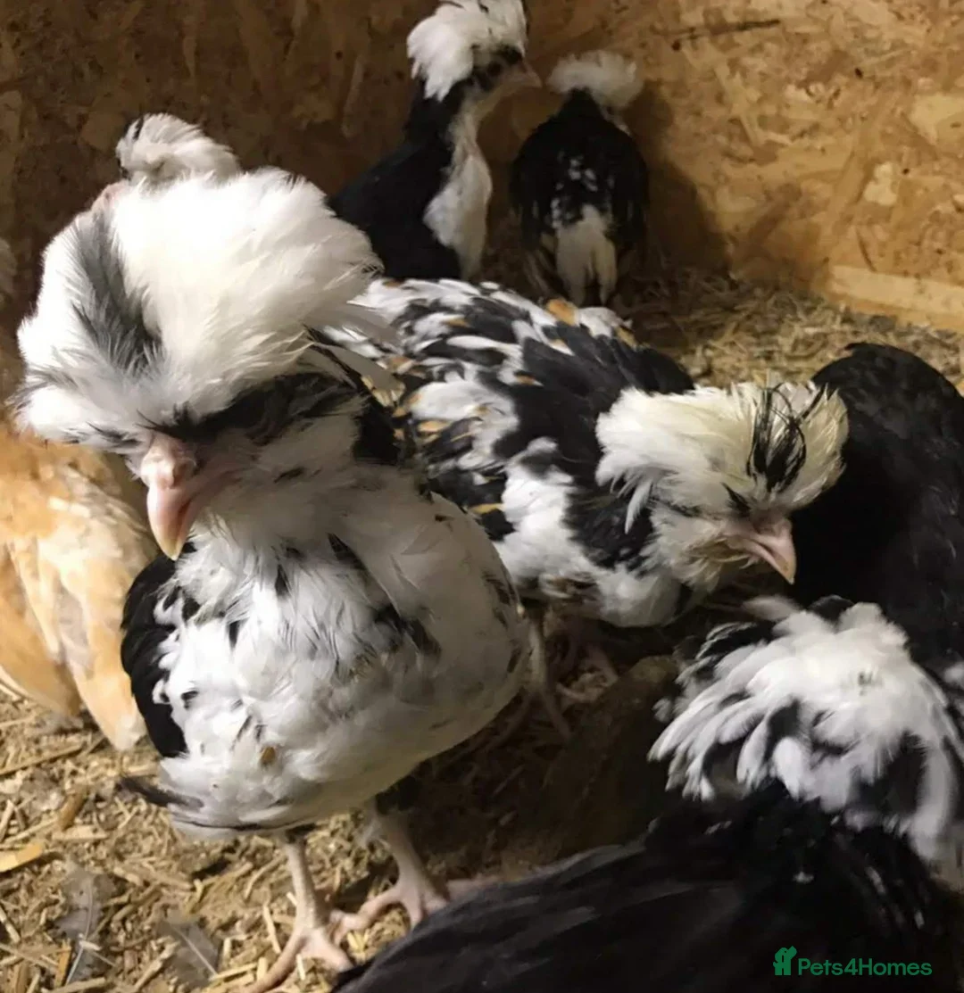 Chickens poultry for sale: Tolbunt Polish Large Fowl Hatching Eggs  - Advert 10