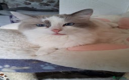 Ragdoll cats for sale: Handsome male ragdoll  - Image 6