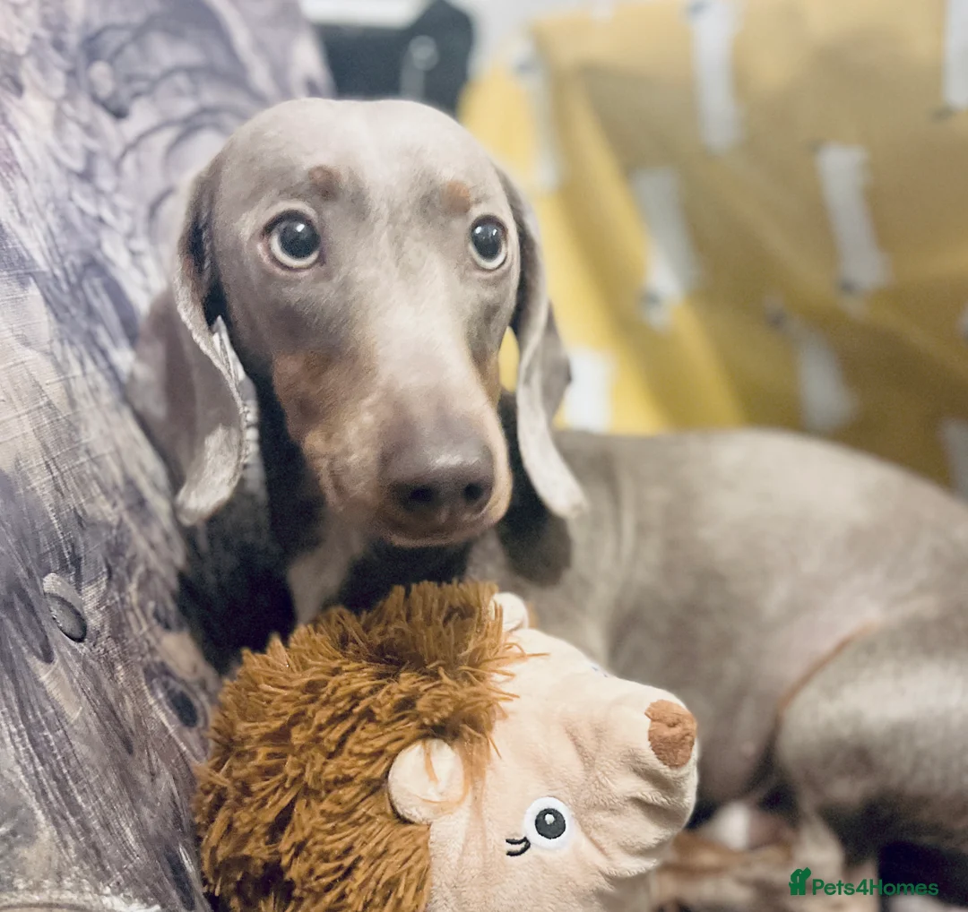 Miniature Dachshund dogs for stud: STUD: Proven Handsome Isabella Mini Daxi  in Hitchin - Advert 7