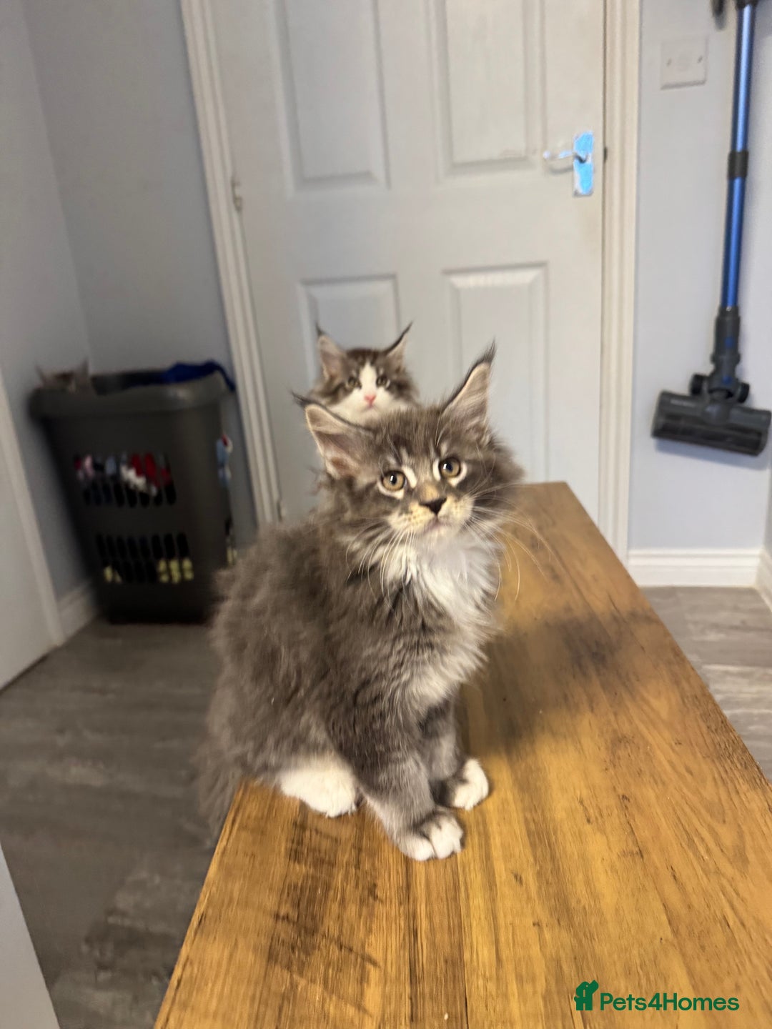 Maine Coon cats for sale: Maine Coon kittens/ Ready to Now    - Advert 1