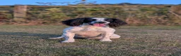 Sprocker dogs for sale: Sprocker Spaniel Puppies For Sale  - Advert 9