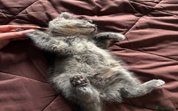 Mixed Breed cats for sale: Kitten for sale - Image 2