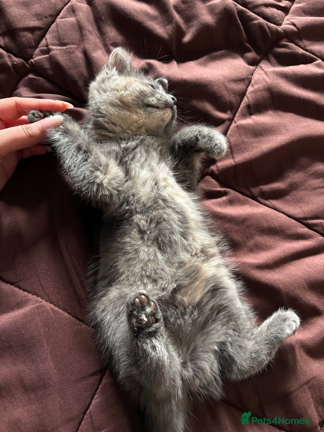 Mixed Breed cats for sale: Kitten for sale - Image 2