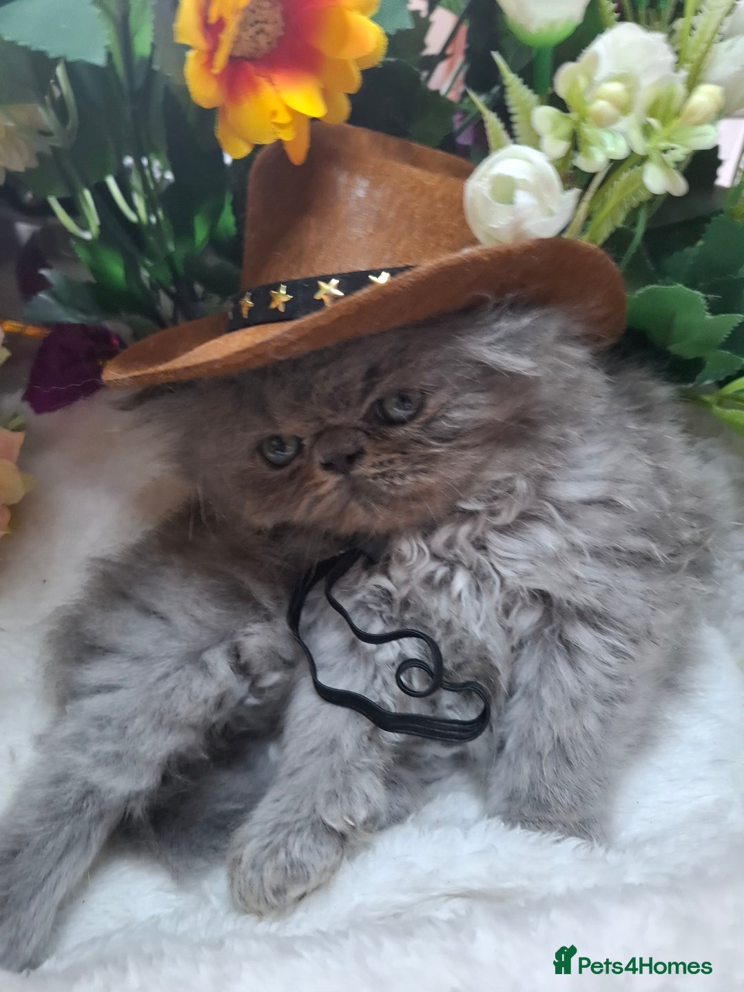 Persian cats for sale: Blue Persian kittens  - Image 33