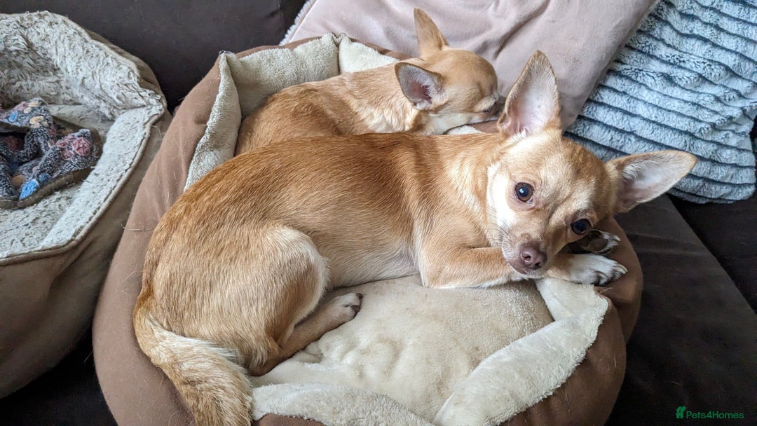 Chihuahua dogs for sale: 2 beautiful chihuahuas - Advert 16