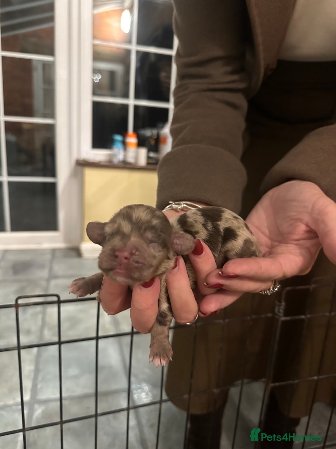 Cocker Spaniel dogs for sale: Stunning working Cocker spaniel puppies 🐾 - Image 7