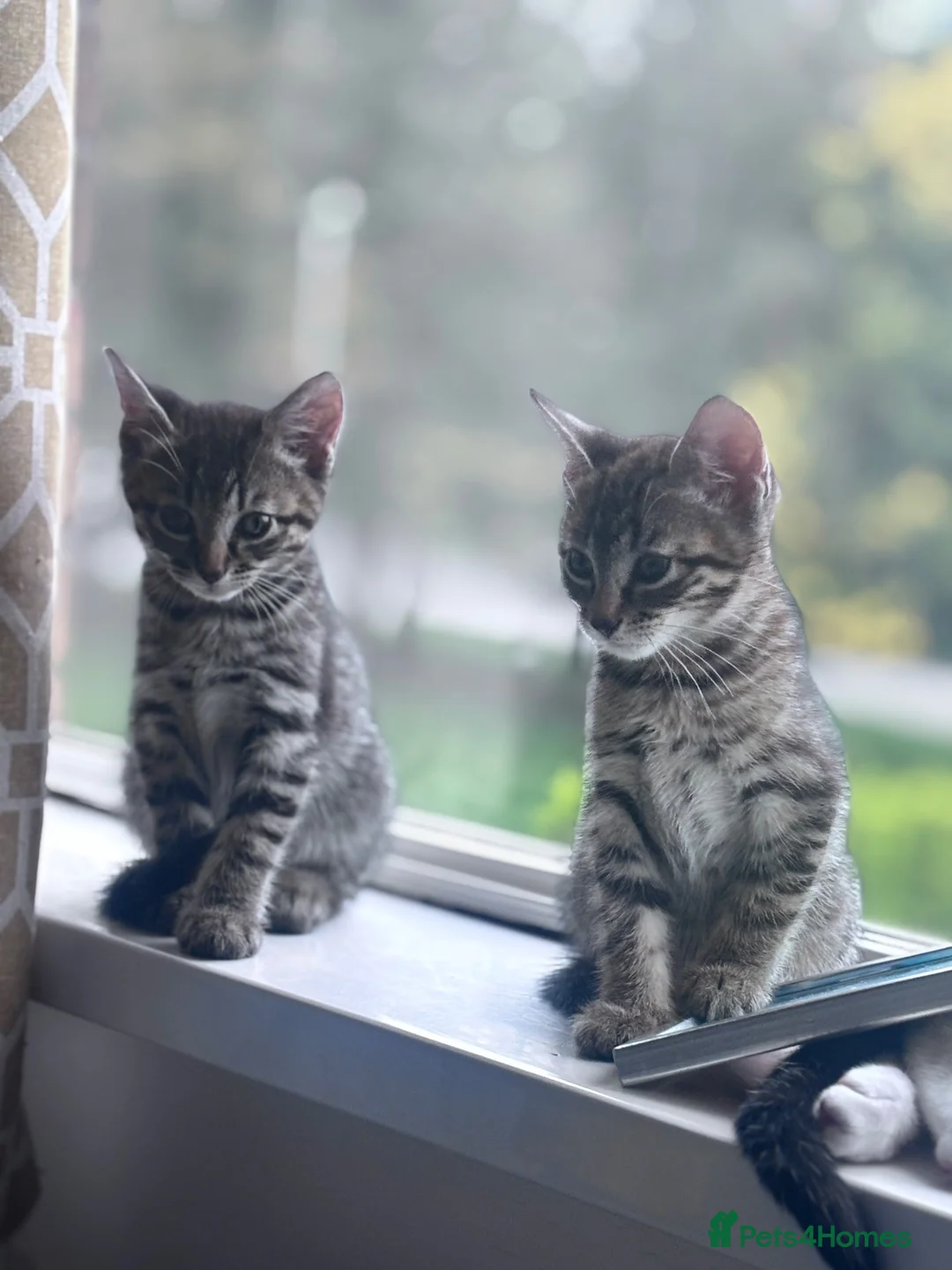 Domestic Shorthair cats for adoption: 2 beautiful boys - Advert 3