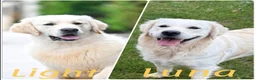 Golden Retriever dogs for sale: Fully health tested golden retriever pups due may  in Beverley - Advert 1