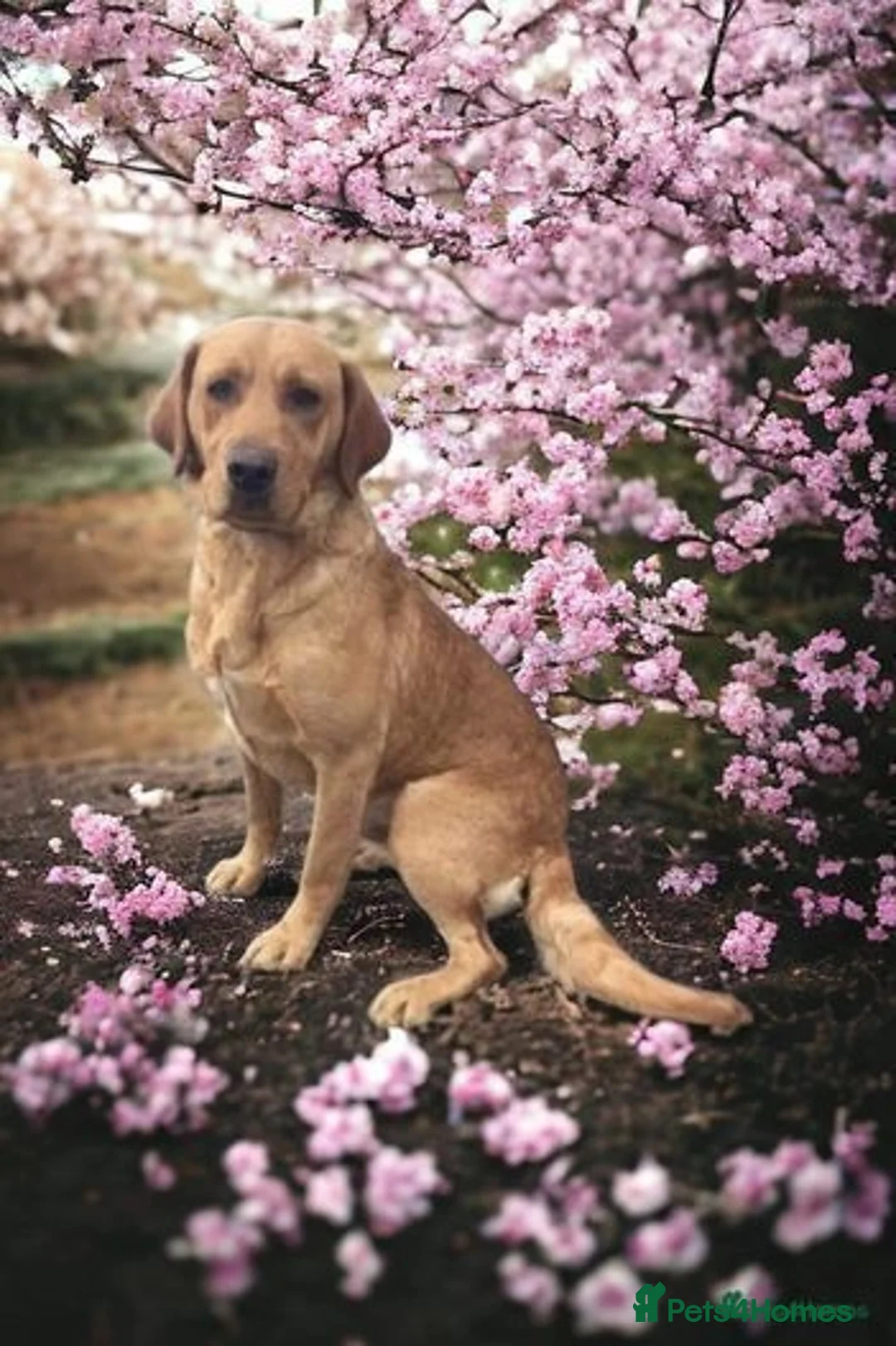 Labrador Retriever dogs for stud: Fully Health Tested Fox Red Labrador at Stud in Peterborough - Advert 1